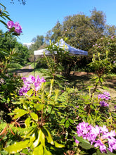 Load image into Gallery viewer, Woodland evening Retreats in Surrey