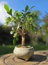 Load image into Gallery viewer, The Creative Club Sculpt, Burn and Carve Workshops at the earth studios.