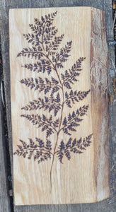 Fern on Oak