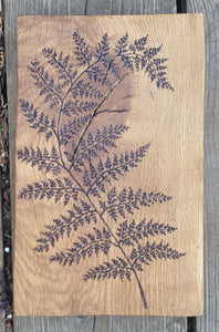 Fern on Oak