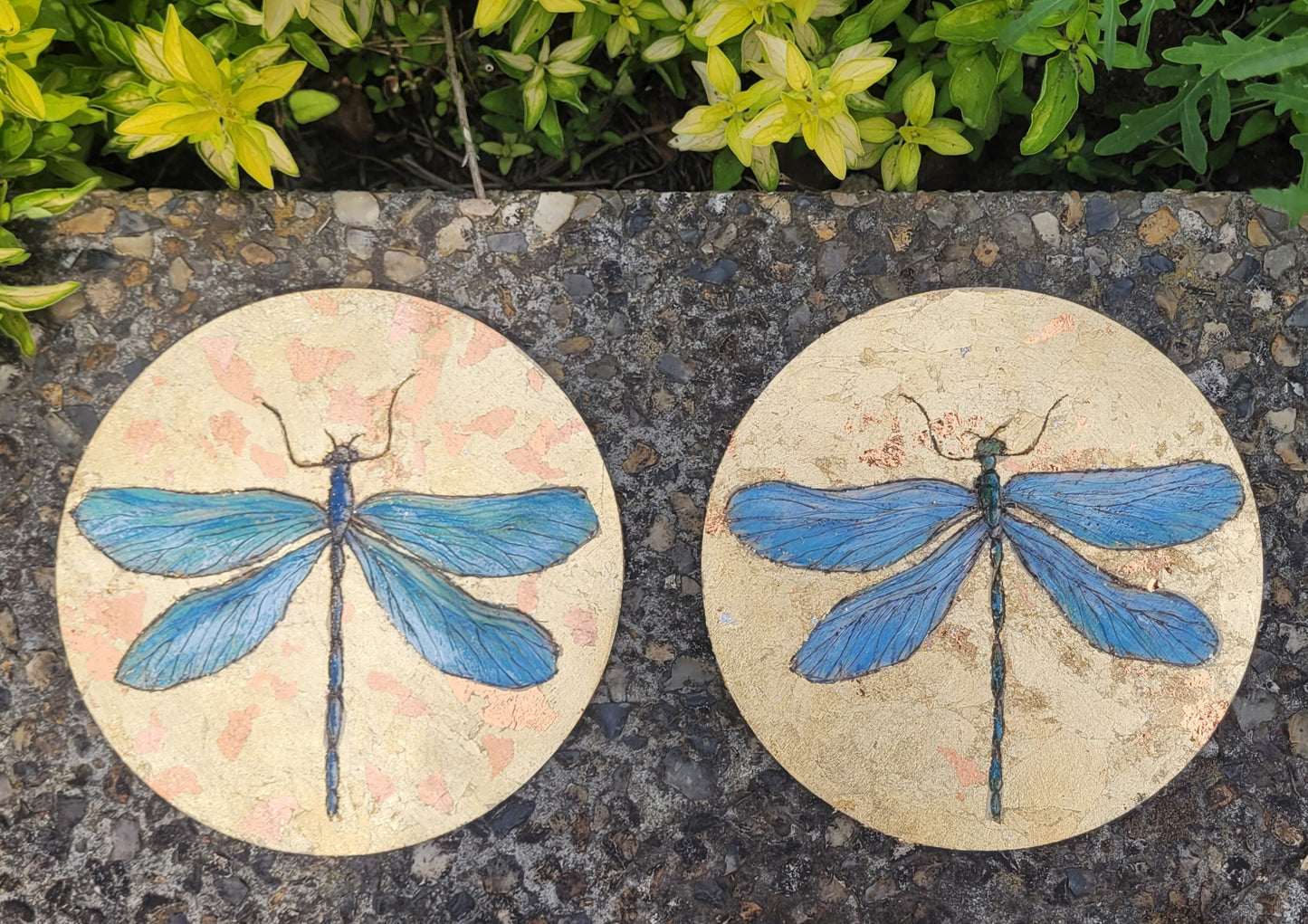 Dragonflies Collection