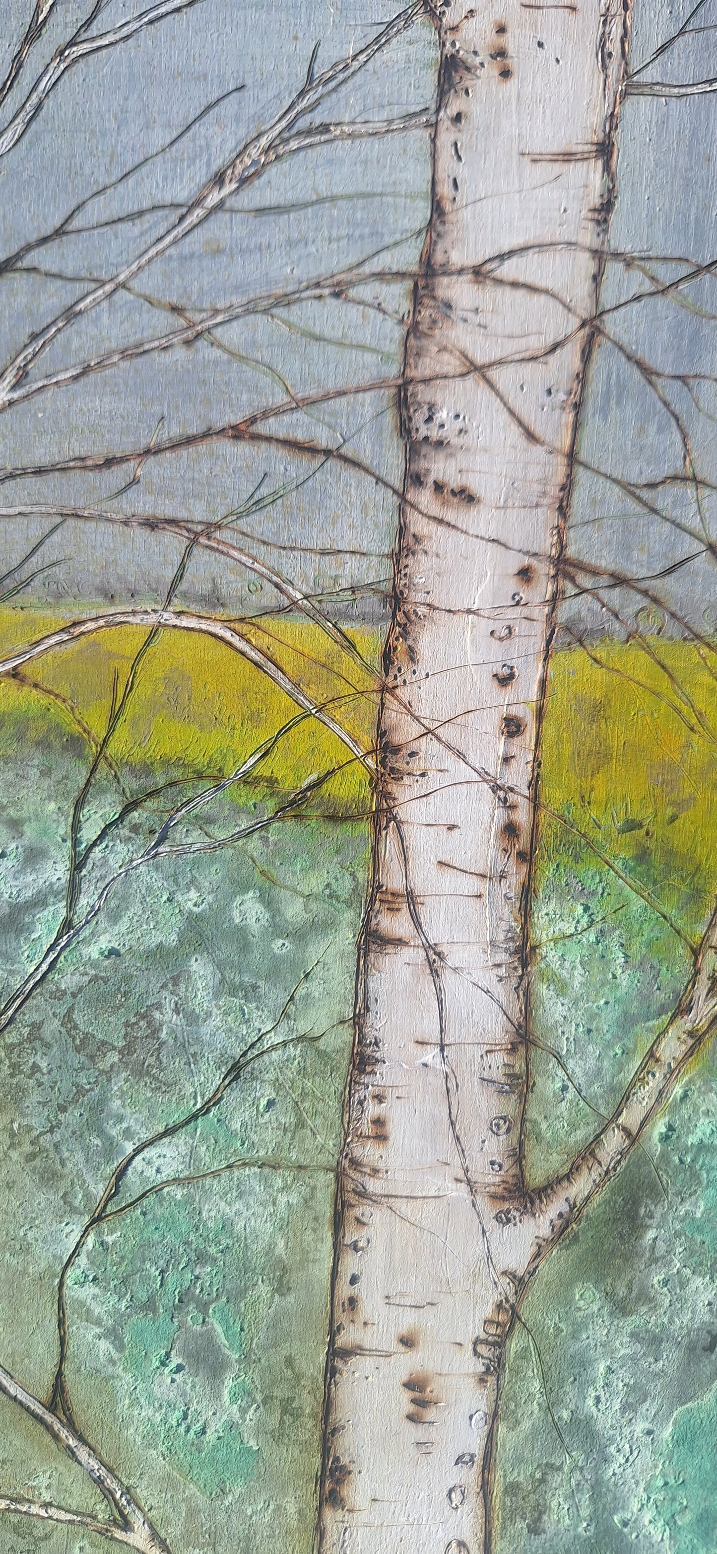 Birch forest and fields