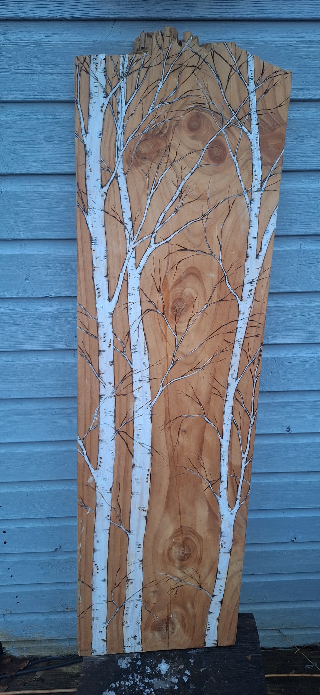 Three Silver Birch’s on cedar wood