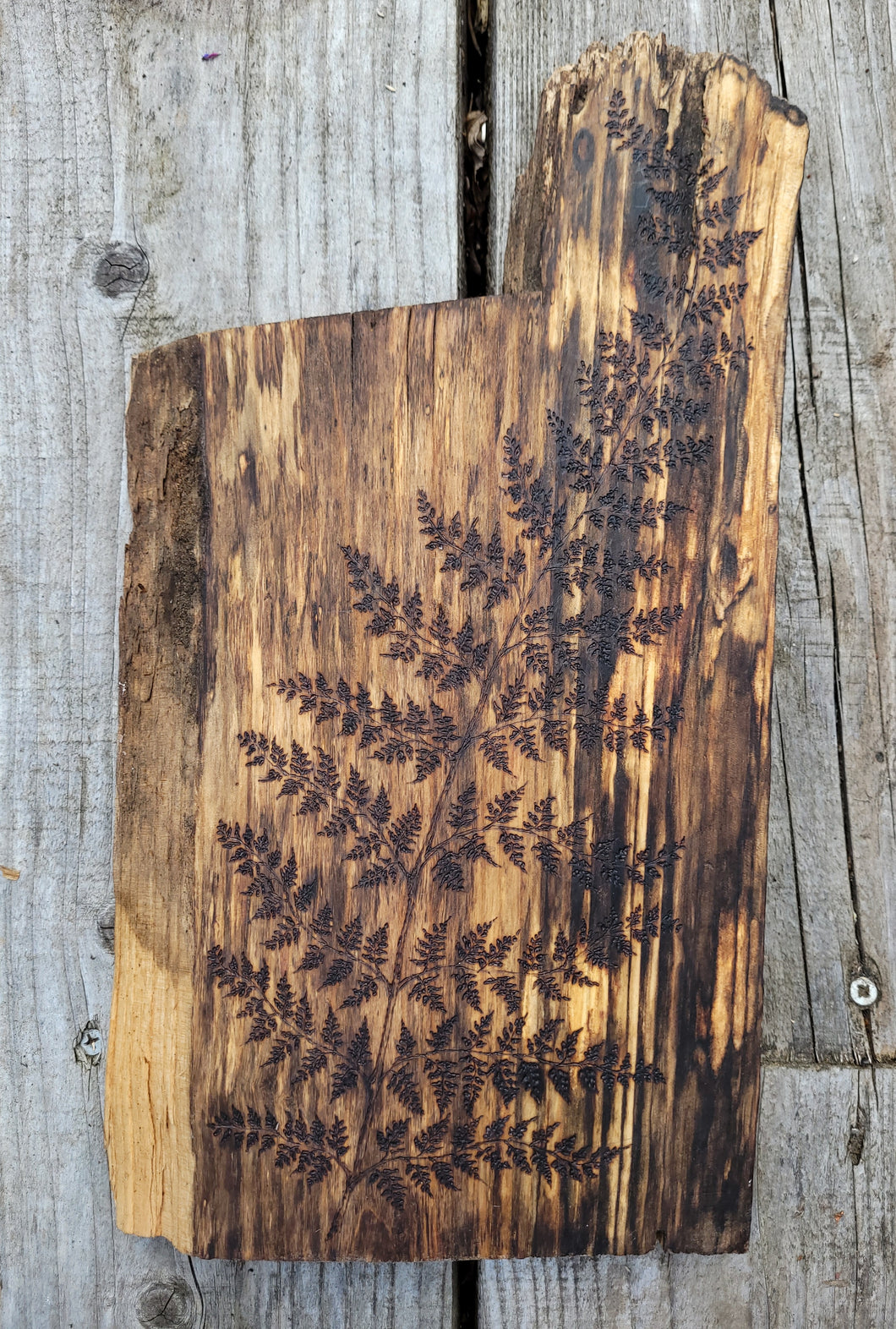 Fern on Oiled Birch Wood