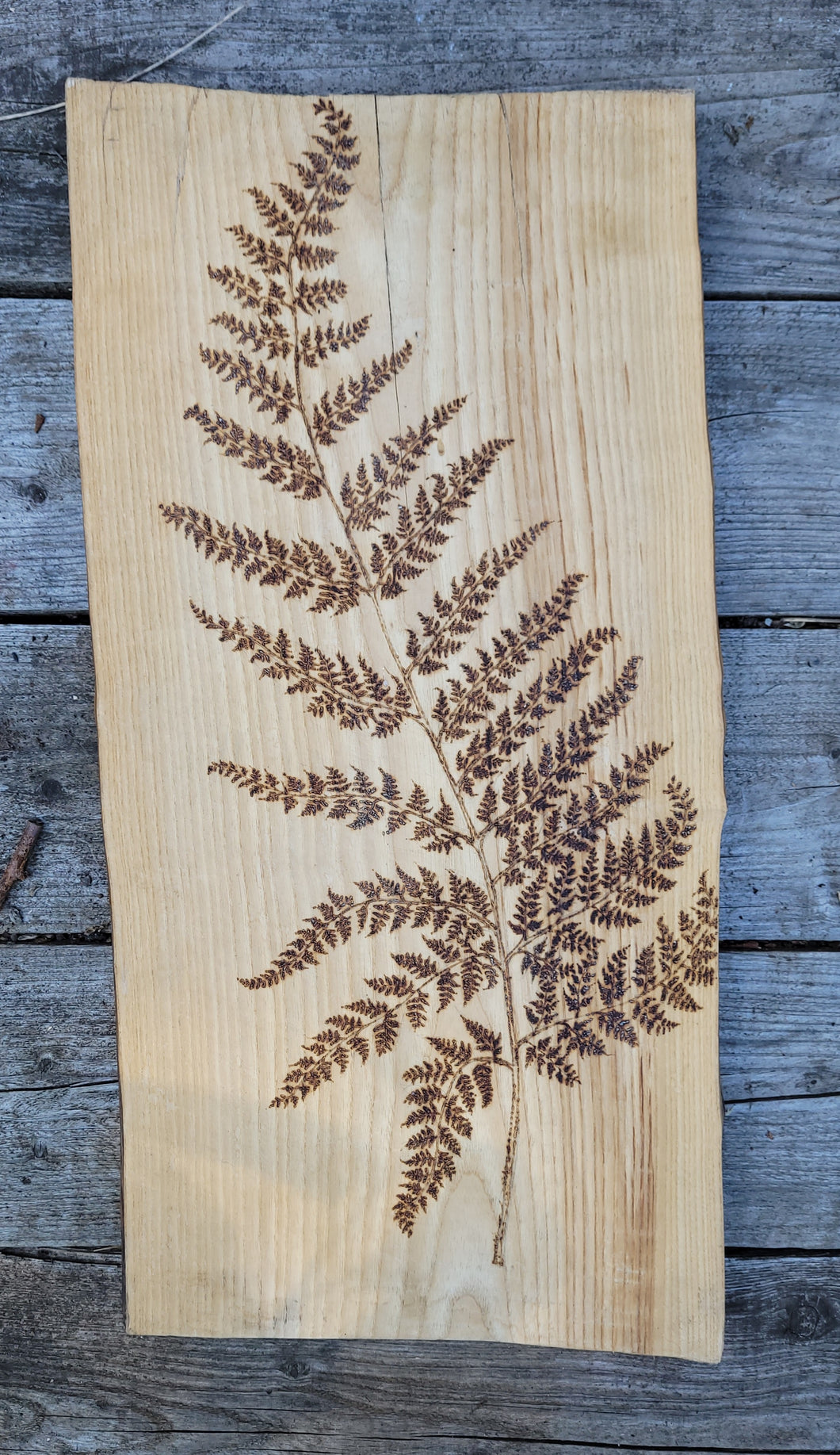 Large Fern on Beech