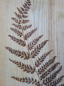 Large Fern on Beech